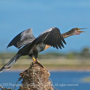 My Passion & Love of Wildlife Captured Through My Eyes & My Camera (for sale)